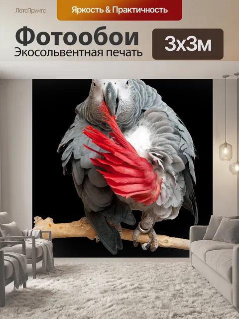 Фотообои Попугай Африканская серая птица