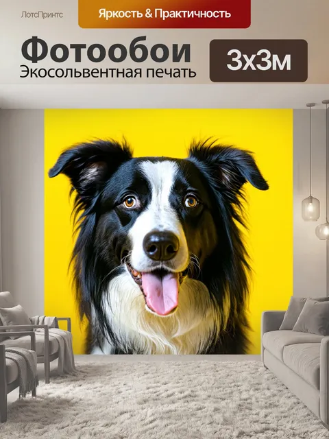 Фотообои бордер-колли, снимок крупным планом его выразительной мордочки с ярким фоном