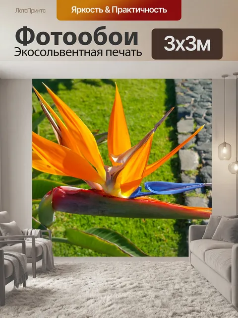 Фотообои Цветок Стрелиция