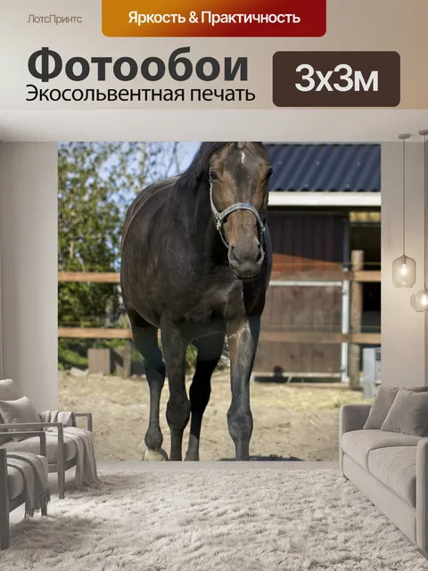 Фотообои Лошадь