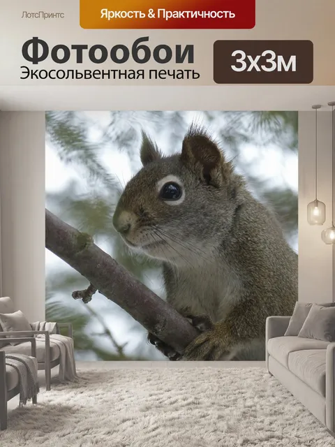 Фотообои Белка