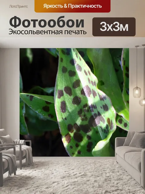 Фотообои пятнистые листья леопардовой лилии