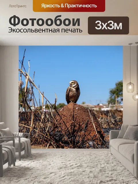 Фотообои Сова