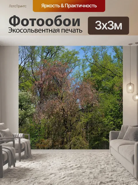 Фотообои Деревья