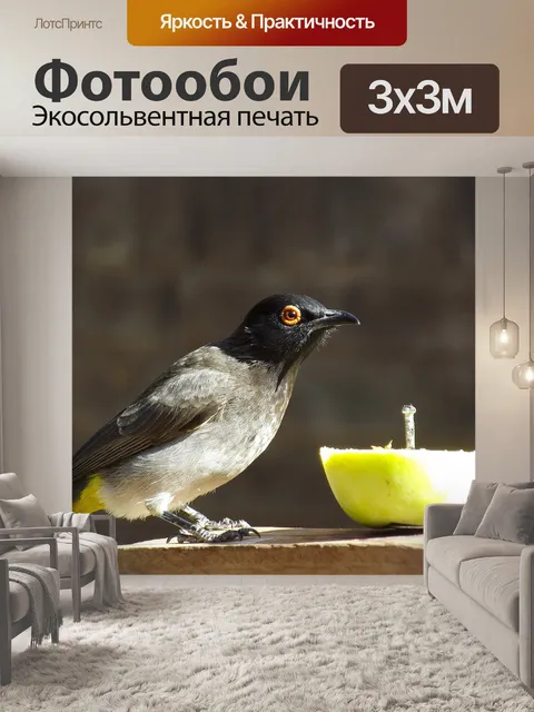 Фотообои Африканский красноглазый бюльбюль