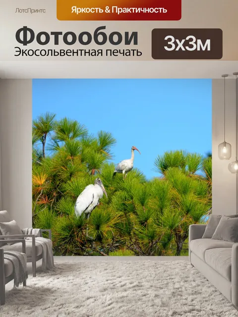 Фотообои Ibis и Вуд Аист Птицы