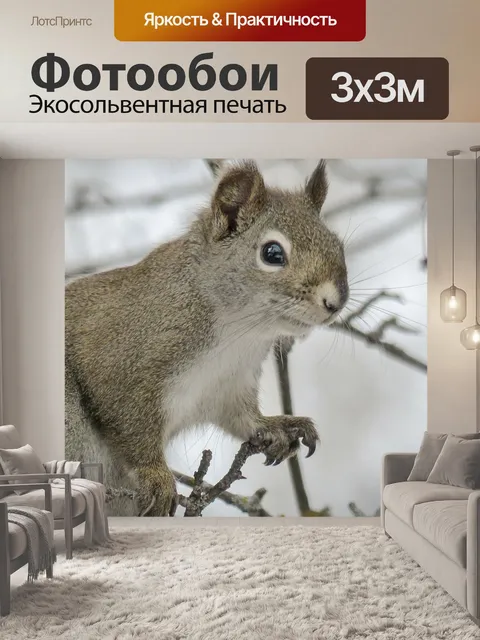 Фотообои Белка