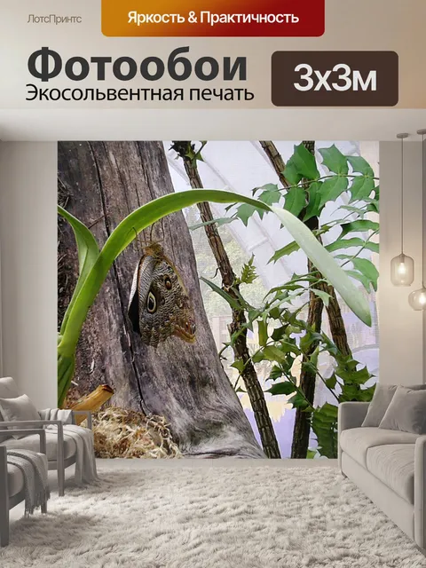 Фотообои Браун бабочка