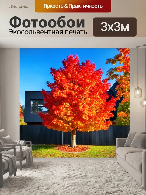 Фотообои дерево клен с красными листьями, фасадом стильного современного дома