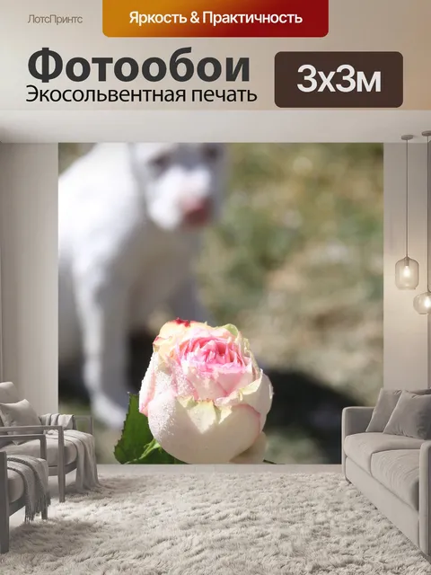 Фотообои Роза