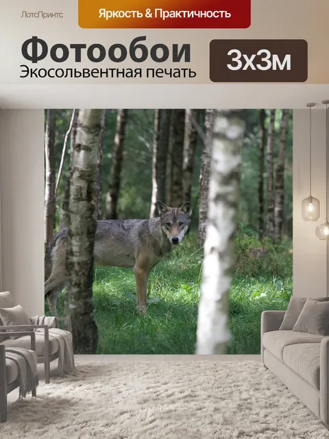 Фотообои Волк