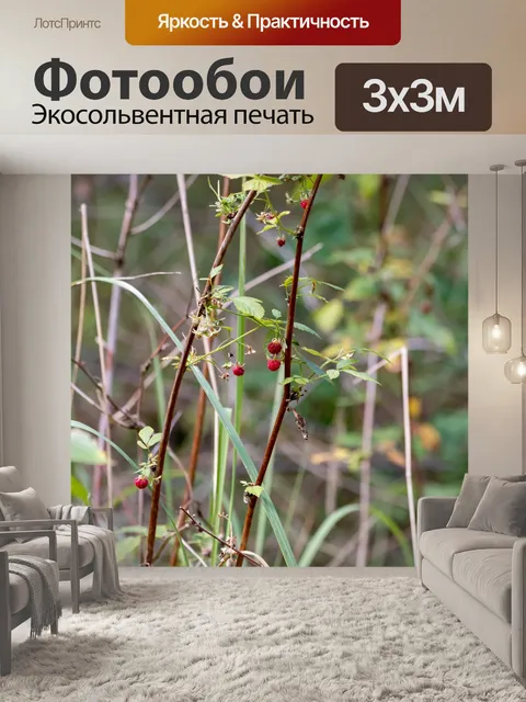 Фотообои лес