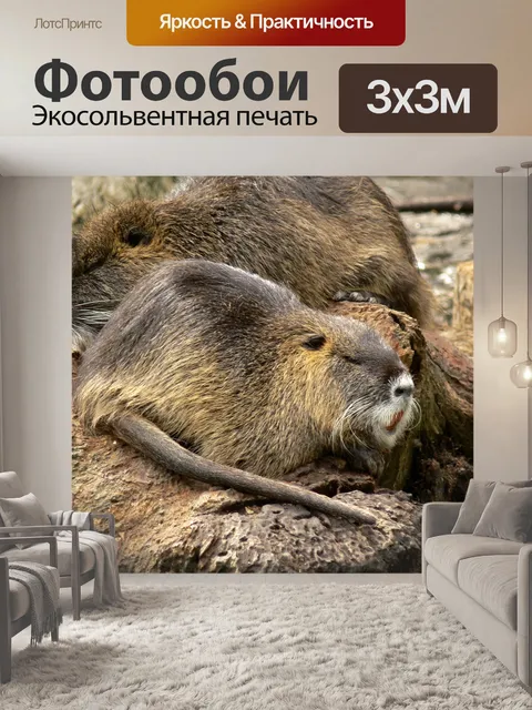 Фотообои Нутрия