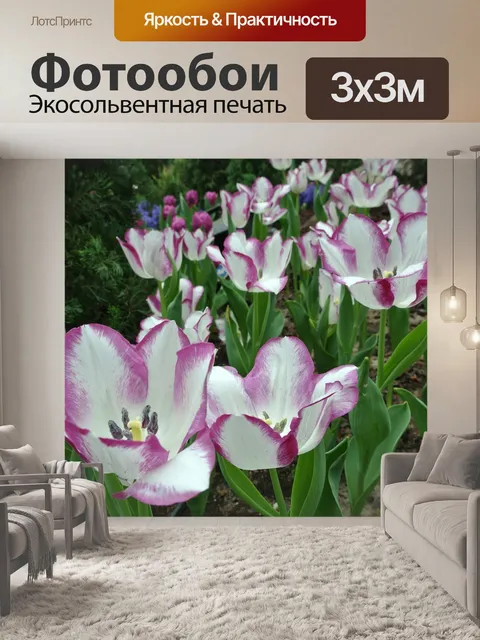 Фотообои Тюльпаны