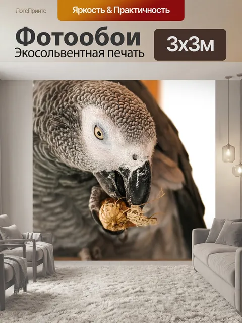 Фотообои Африканский серый попугай