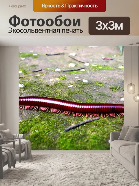 Фотообои крупный план многоножки