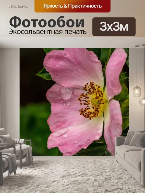Фотообои Розы