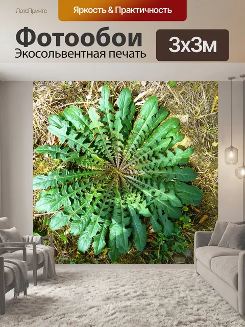 Фотообои Листья одуванчика