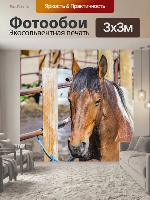 Фотообои лошадь