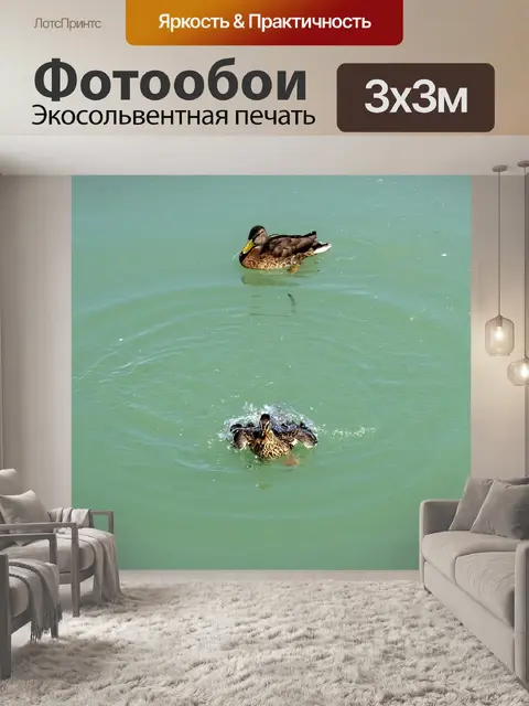 Фотообои Утка