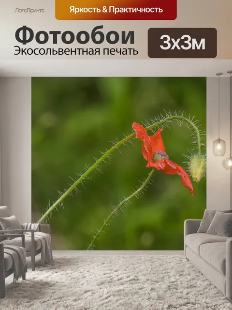 Фотообои Маки