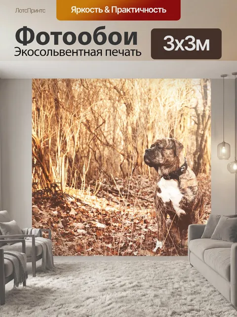 Фотообои Собака