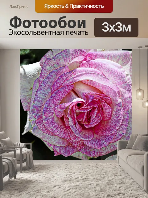 Фотообои Розовый и белая роза