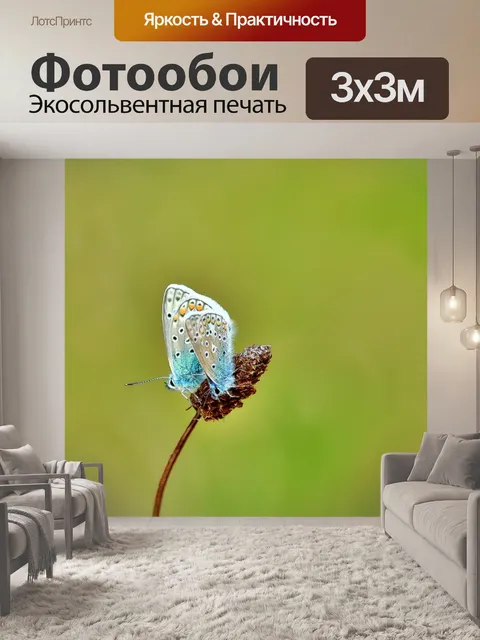 Фотообои Голубянок