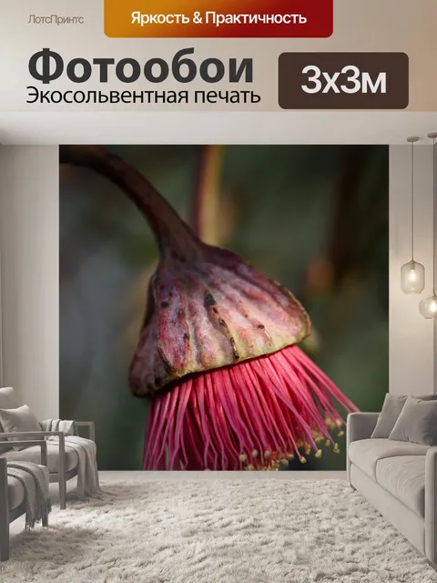 Фотообои Эвкалипт