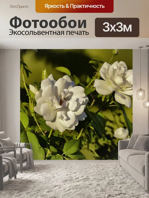 Фотообои Не совсем белые розы в золотом свете