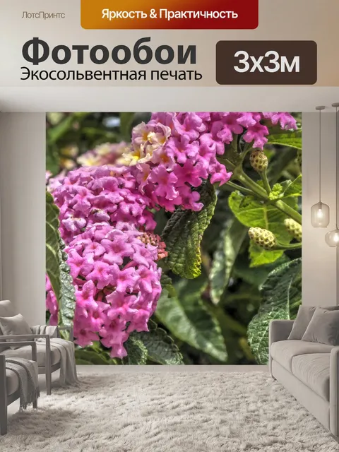 Фотообои Розовый цветок Буш