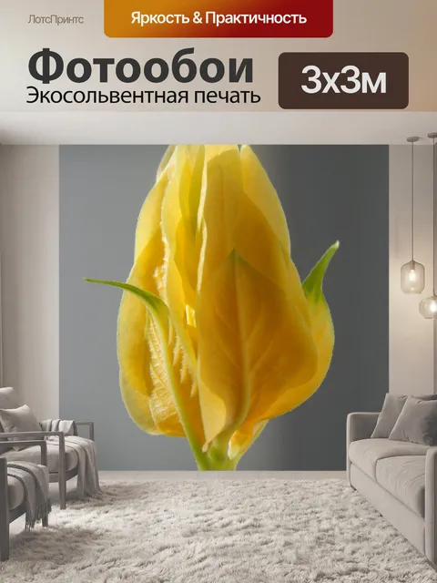 Фотообои Пахистахис