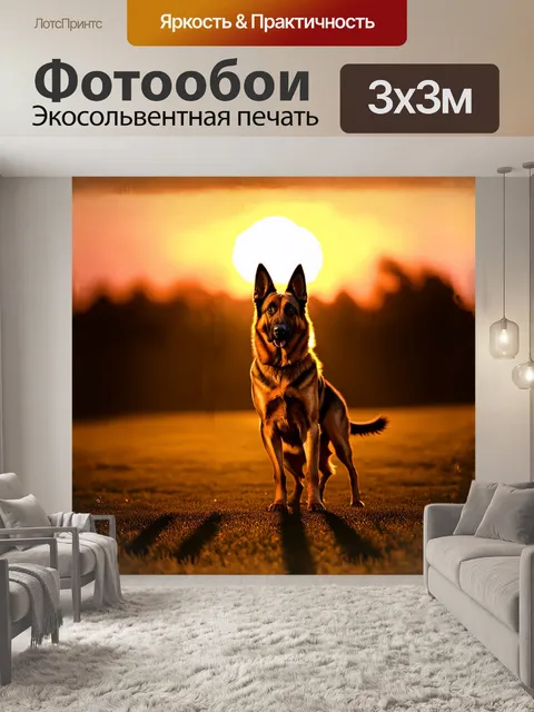 Фотообои могущественная немецкая овчарка, стоящая на фоне заката, её шерсть сверкает золотистым светом