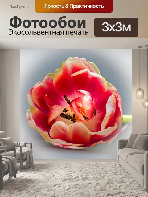 Фотообои Тюльпан
