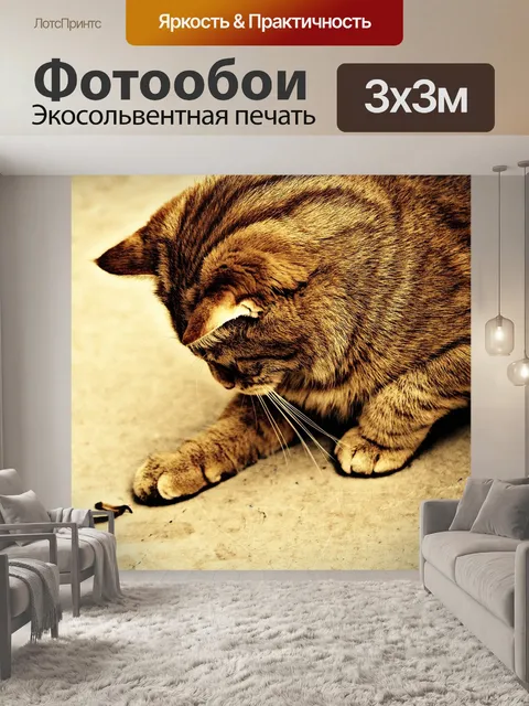 Фотообои Кот
