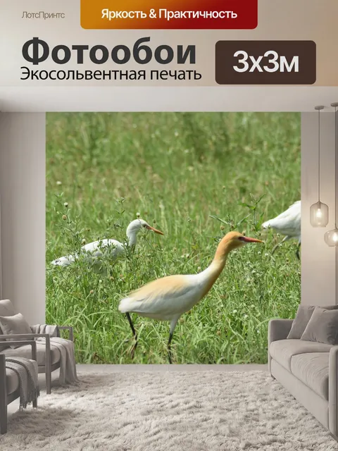 Фотообои Птицы