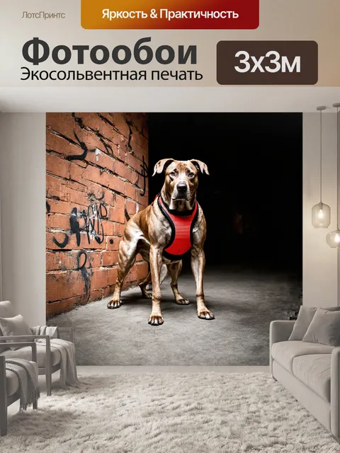 Фотообои огромная, мускулистая собака с короткой шерстью, в ярком обвязывающем ошейнике, находится на фоне…