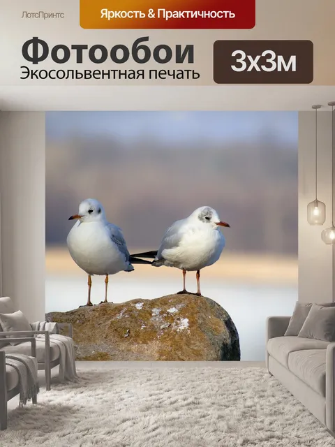 Фотообои Чайки