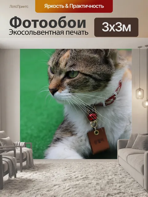 Фотообои Кошка
