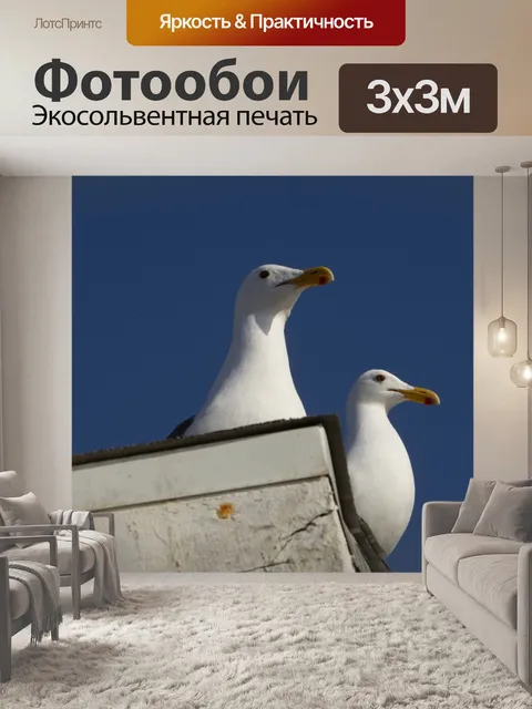 Фотообои Чайки на крыше