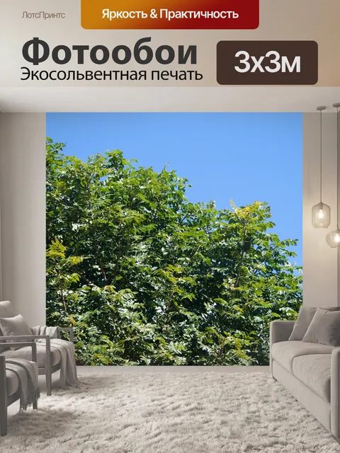 Фотообои часть кроны мыса ясень
