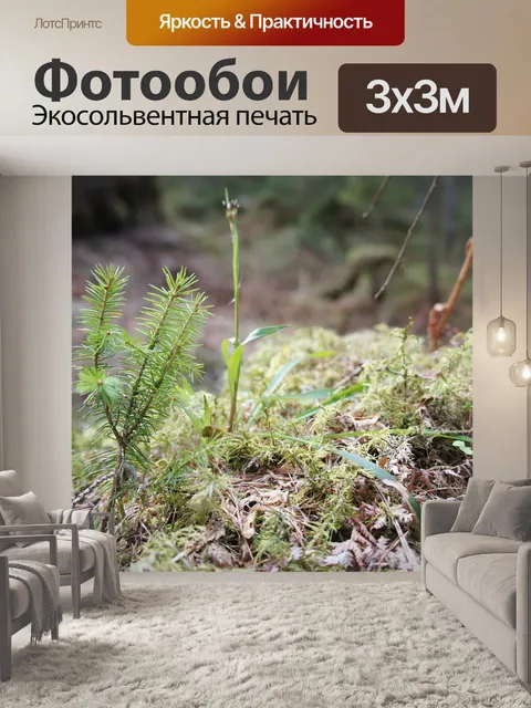 Фотообои Лес
