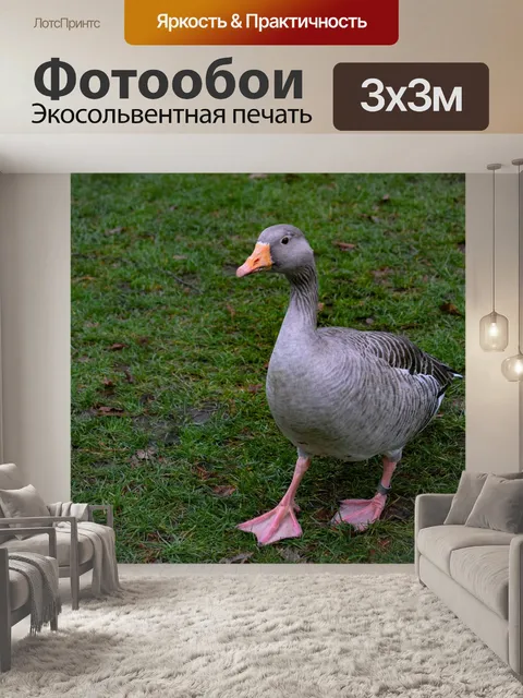 Фотообои Гусь