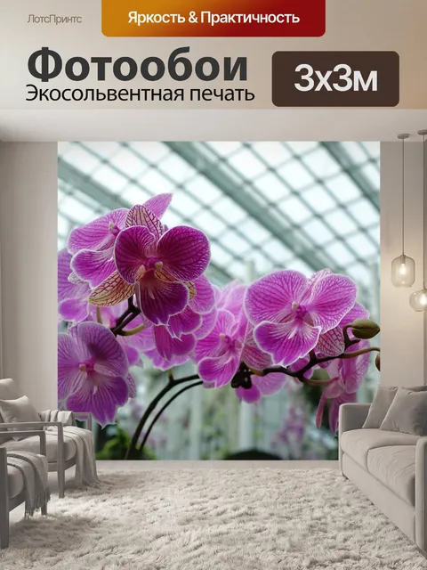 Фотообои Орхидеи
