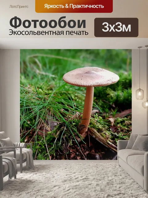 Фотообои Гриб