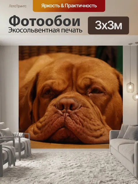 Фотообои Собака де бордо