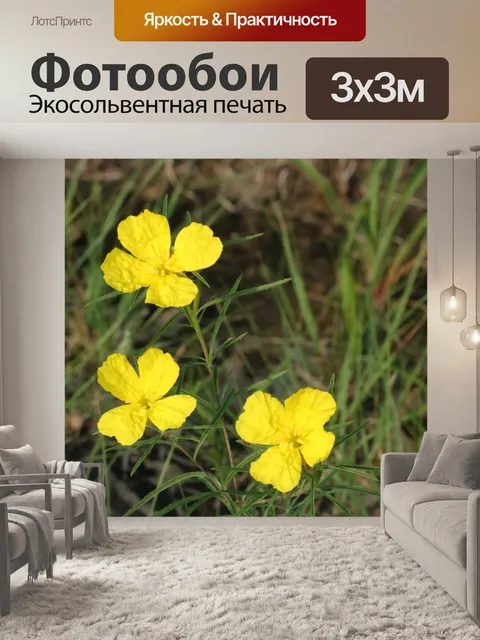 Фотообои Желтые полевые цветы примулы