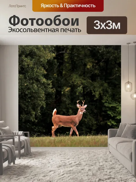 Фотообои Прогулка с белым хвостом