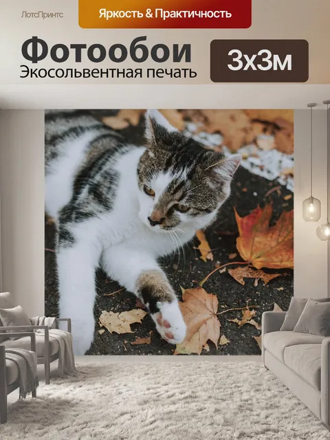 Фотообои Кот