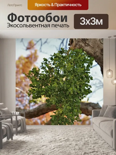 Фотообои Омела в дереве осенью